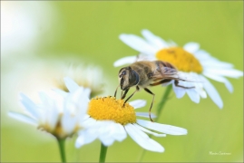 <p>PESTŘENKA TRUBCOVÁ (Eristalis tenax) ---- /Drone fly - Mistbiene/</p>